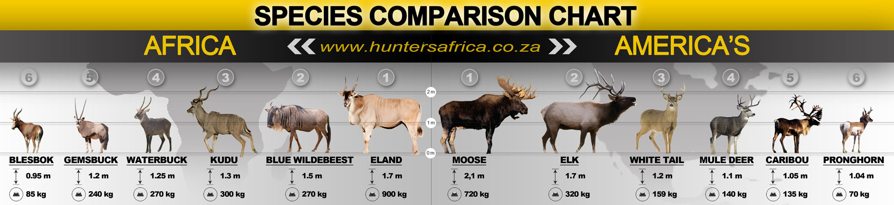 Mule Deer Size Chart