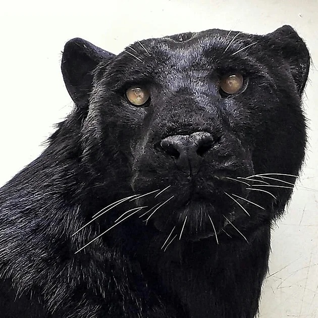 Animal Replicas Black Panther small.jpg
