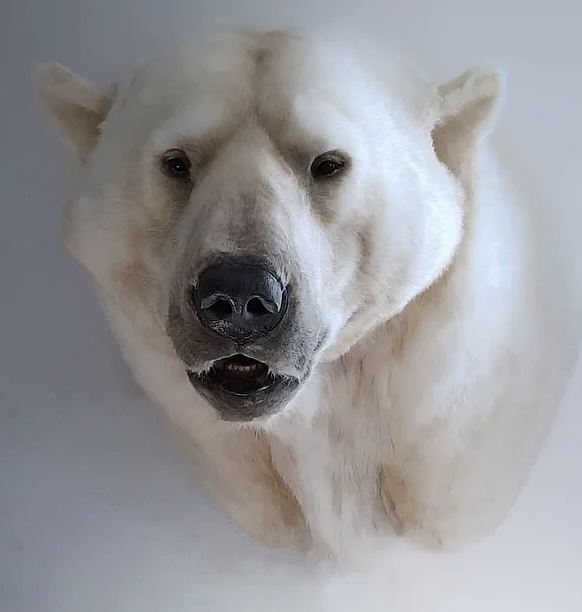 Animal Replicas Polar Bear small.jpg