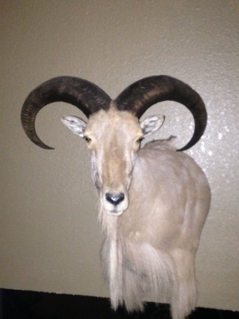 aoudad.jpg