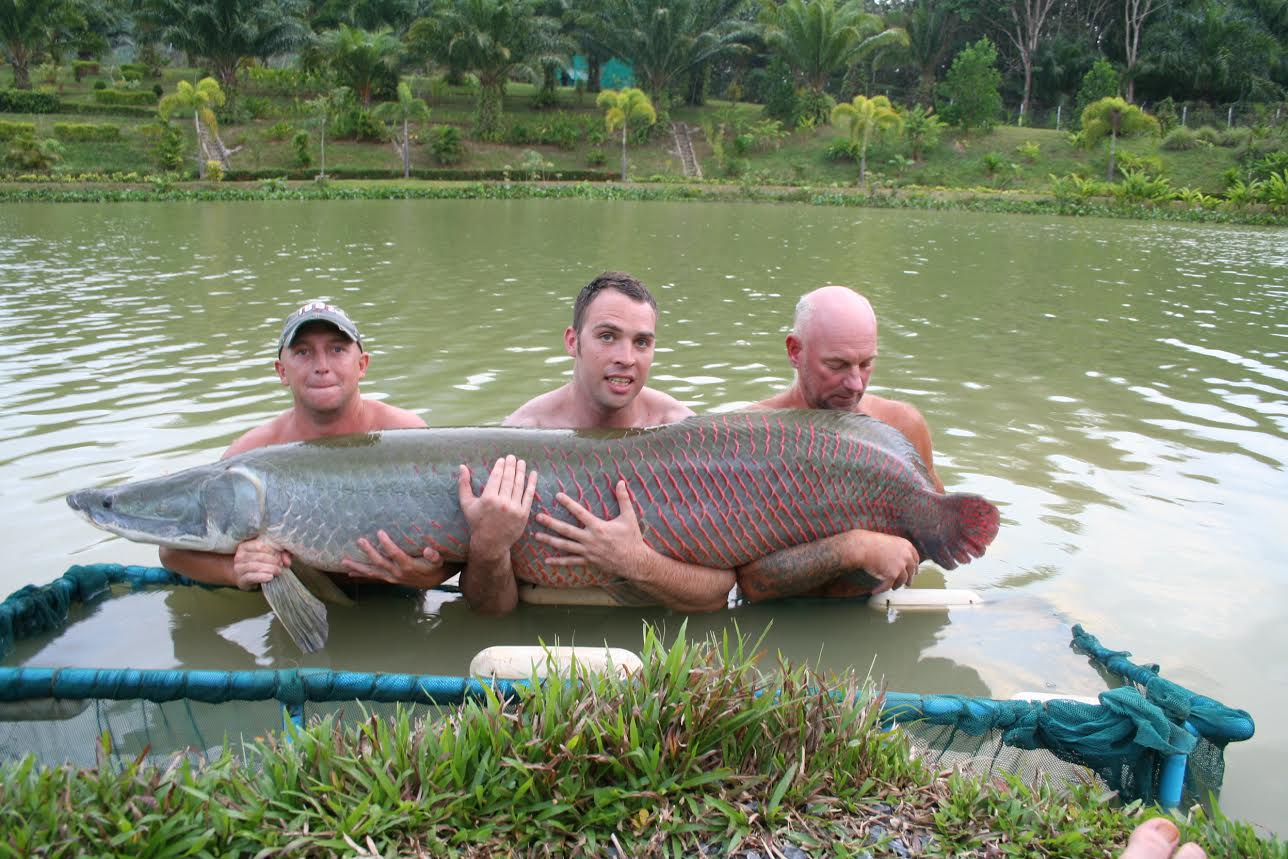 arapaima.jpg