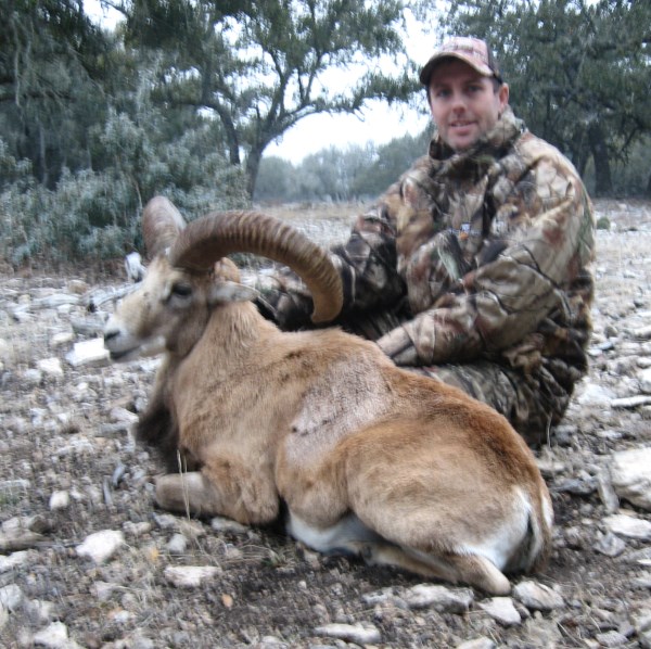 Armenian Mouflon 2 (600 x 598).jpg