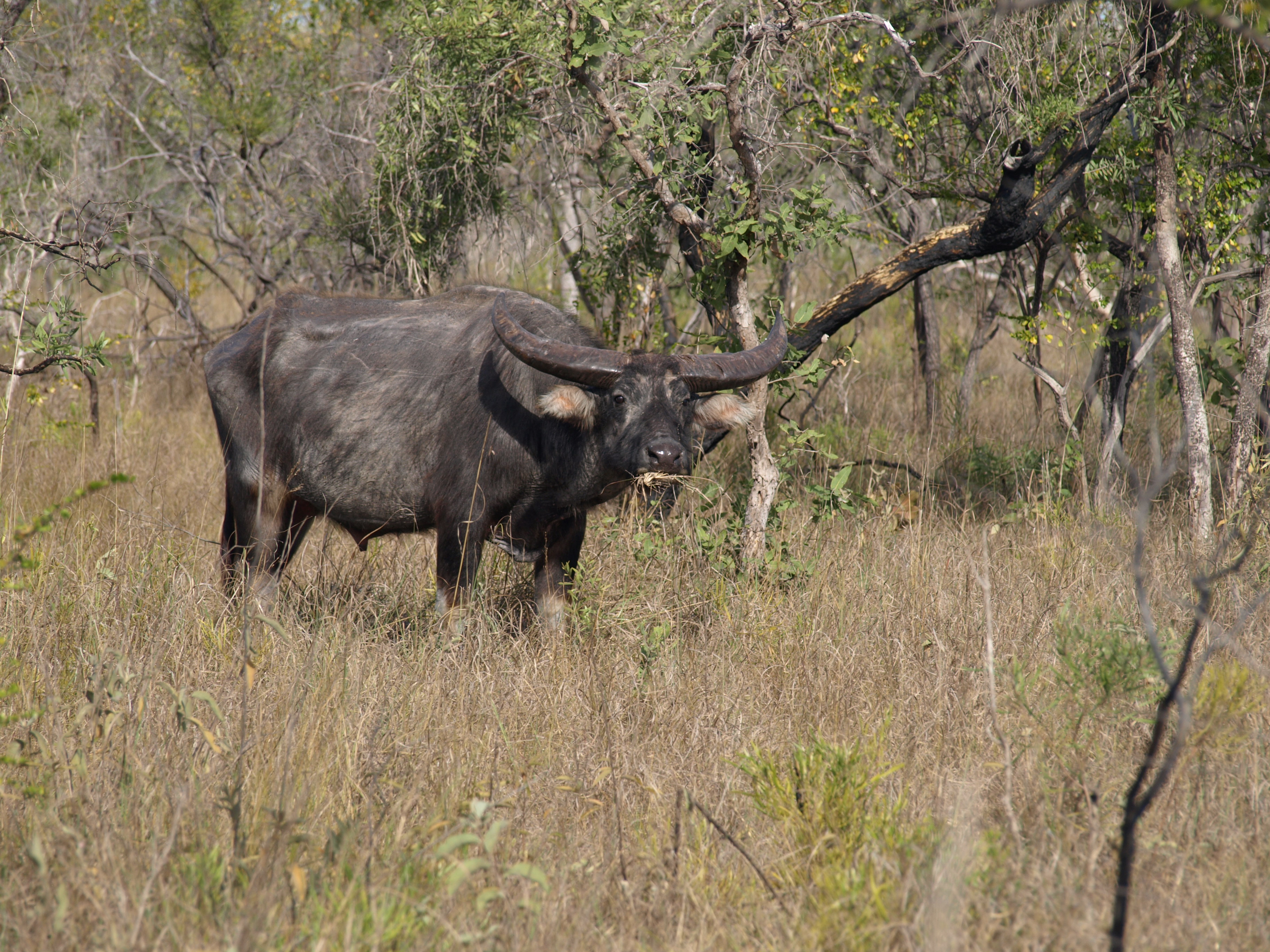 Arnhemland 2009 - 2 031.jpg