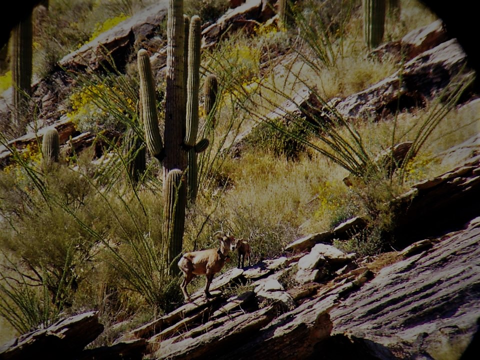 az-bighorn-sheep-and-cactus.jpg