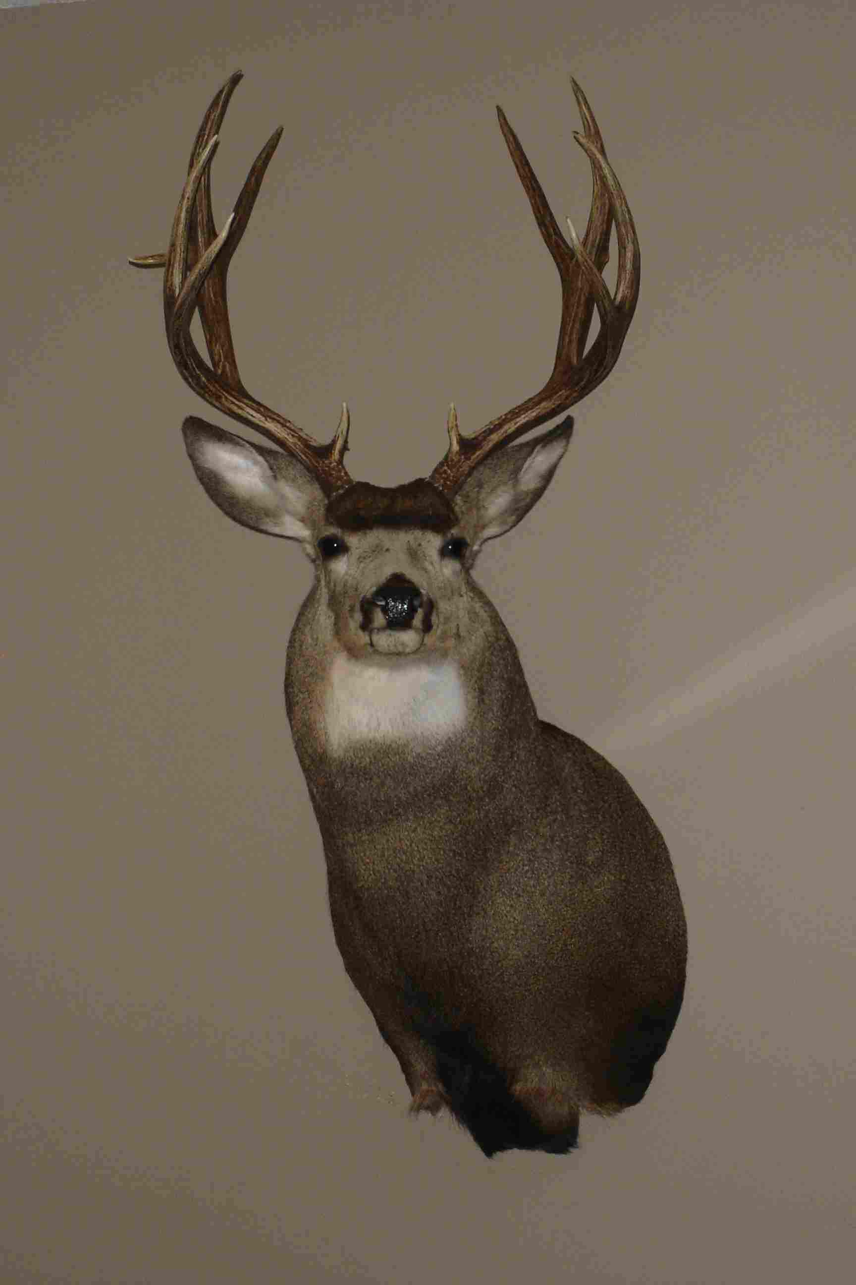 B Davidson Muley.jpg