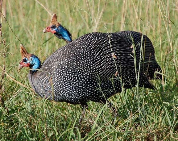 b1a helmeted_guinea_fowl.jpg