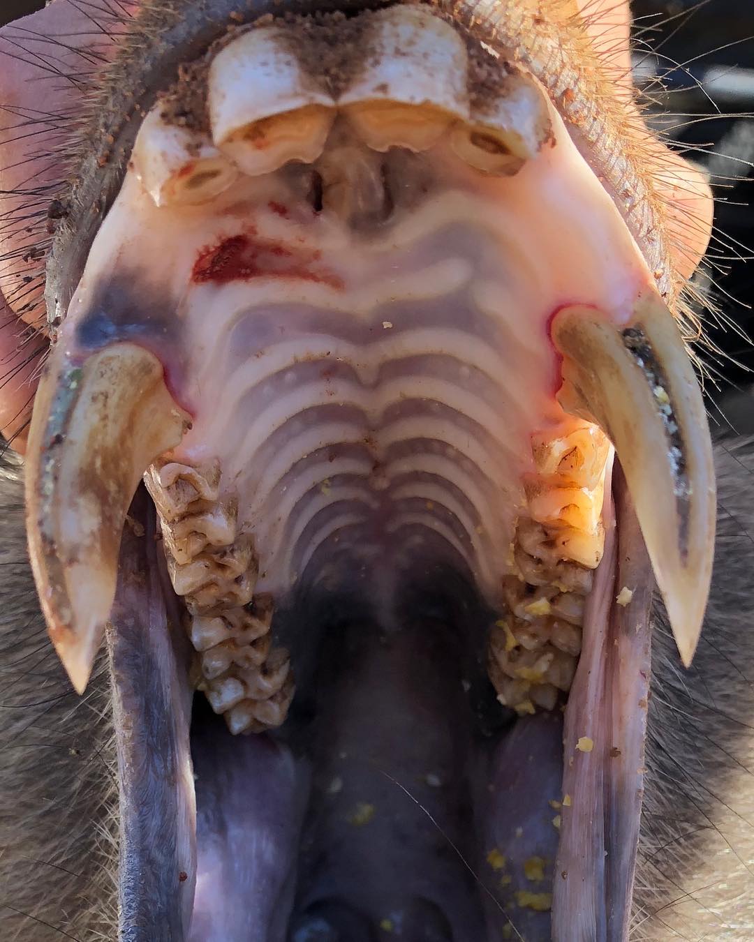 Baboon Teeth.jpg