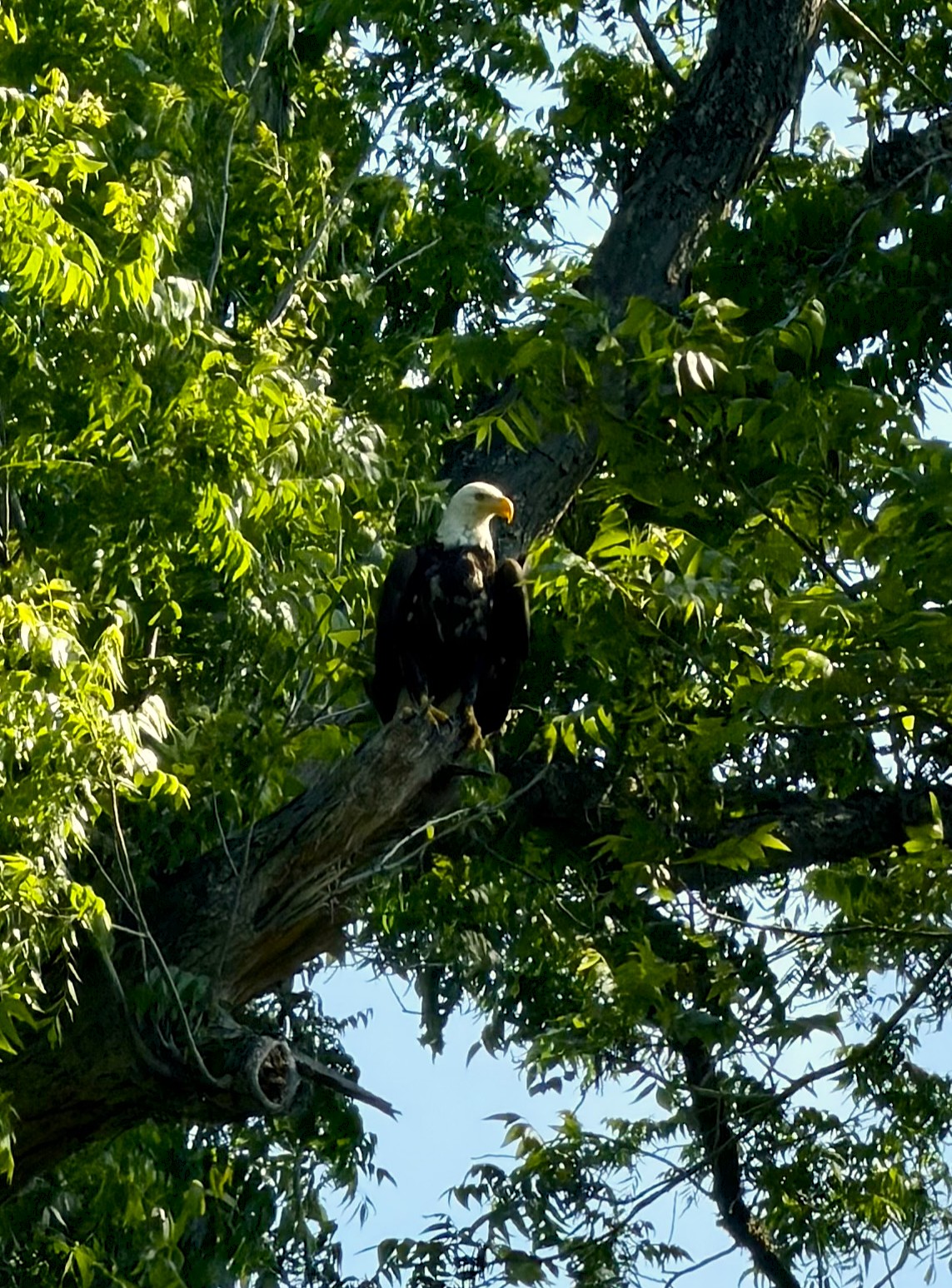 bald eagle.jpeg