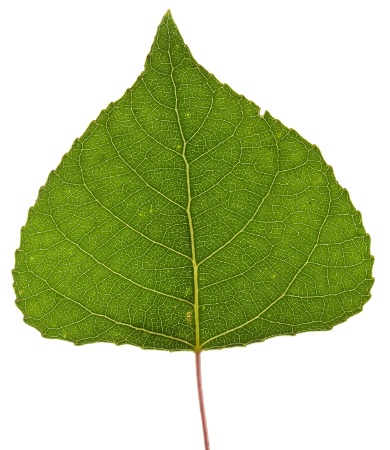 balsam-poplar-leaf.jpg