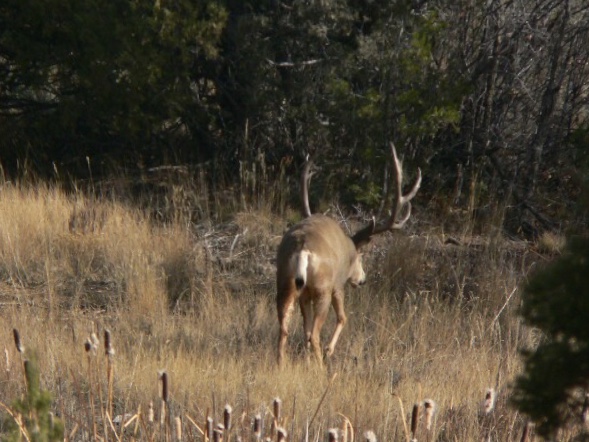 Bambi 11 18.jpeg