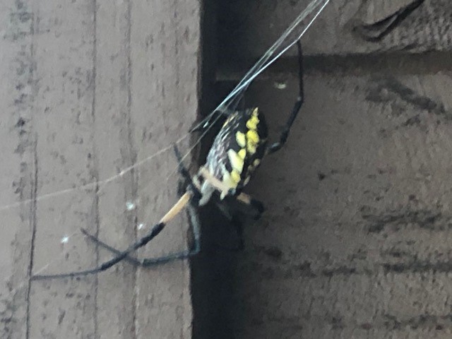 Banana spider.jpg