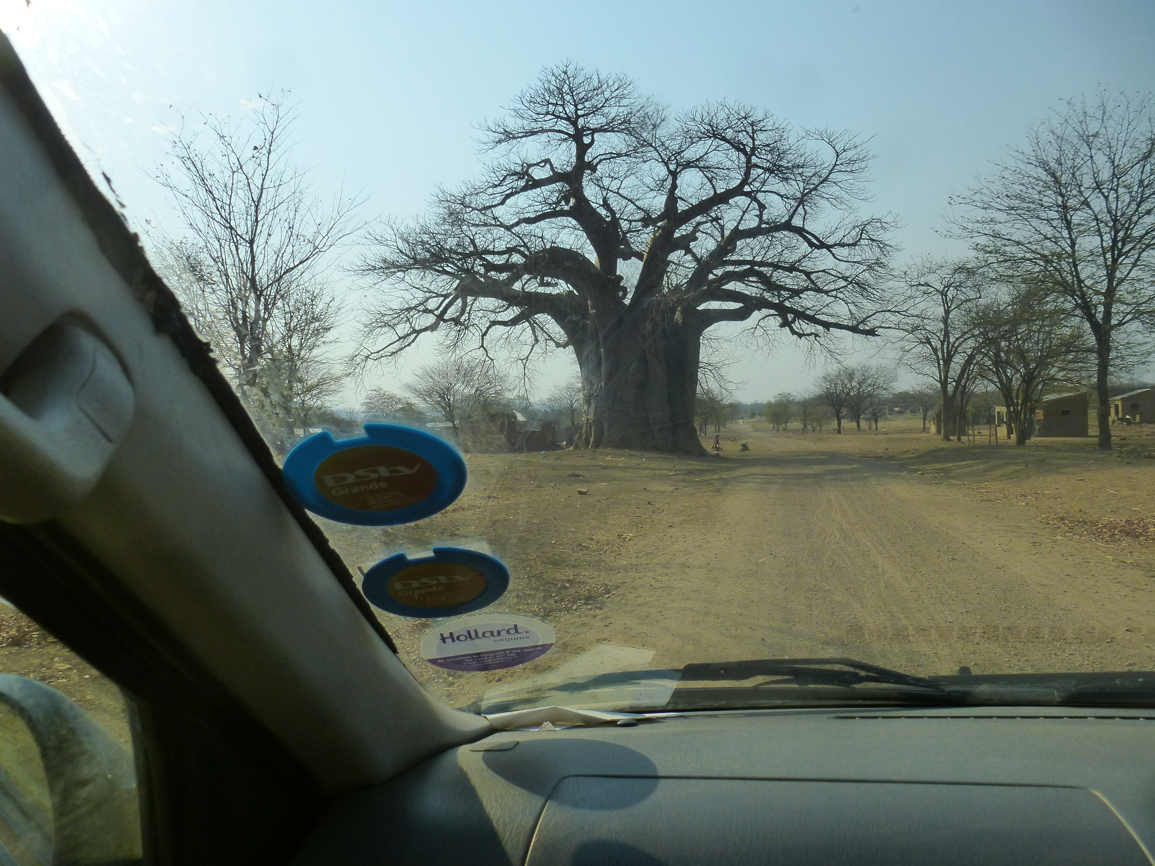 Baobab.JPG