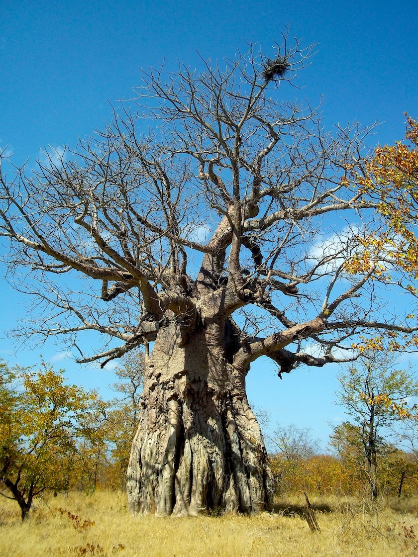 Baobab Zimbabwe.JPG