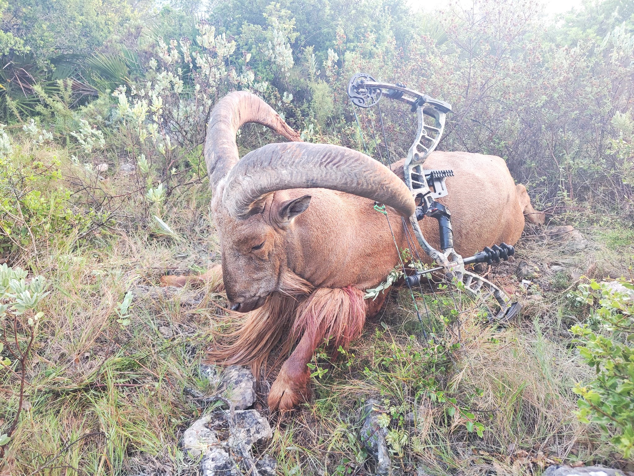 Barbary sheep.jpeg