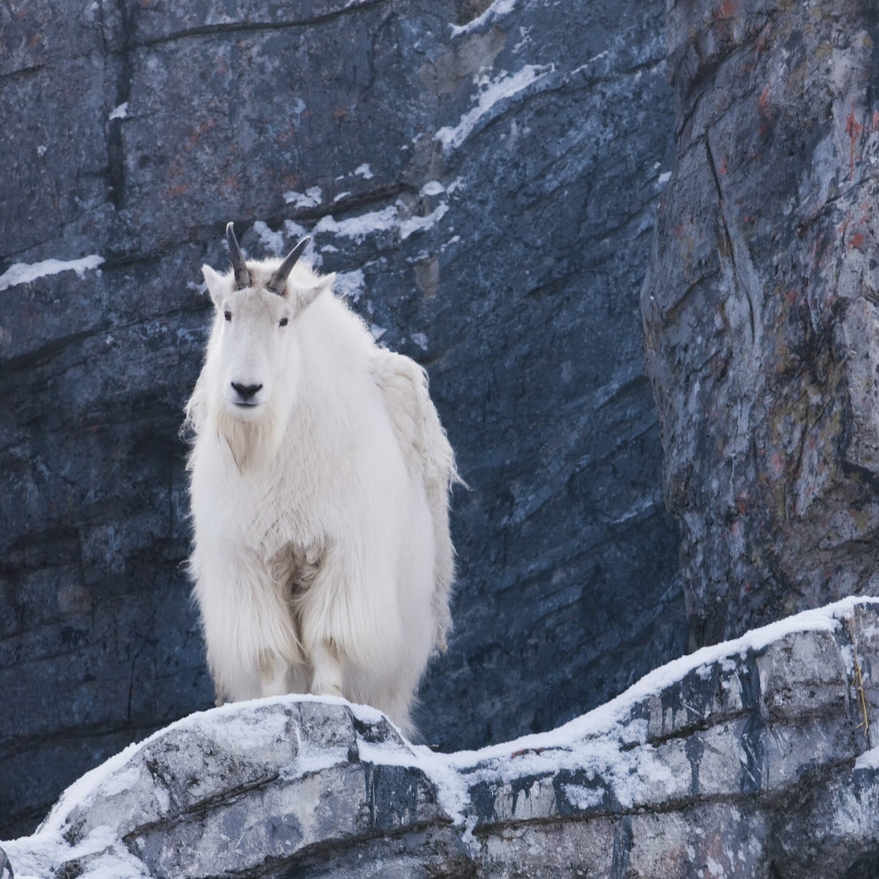 BC_MOUNTAIN-GOAT_TWEED-MEDIA-19.jpg