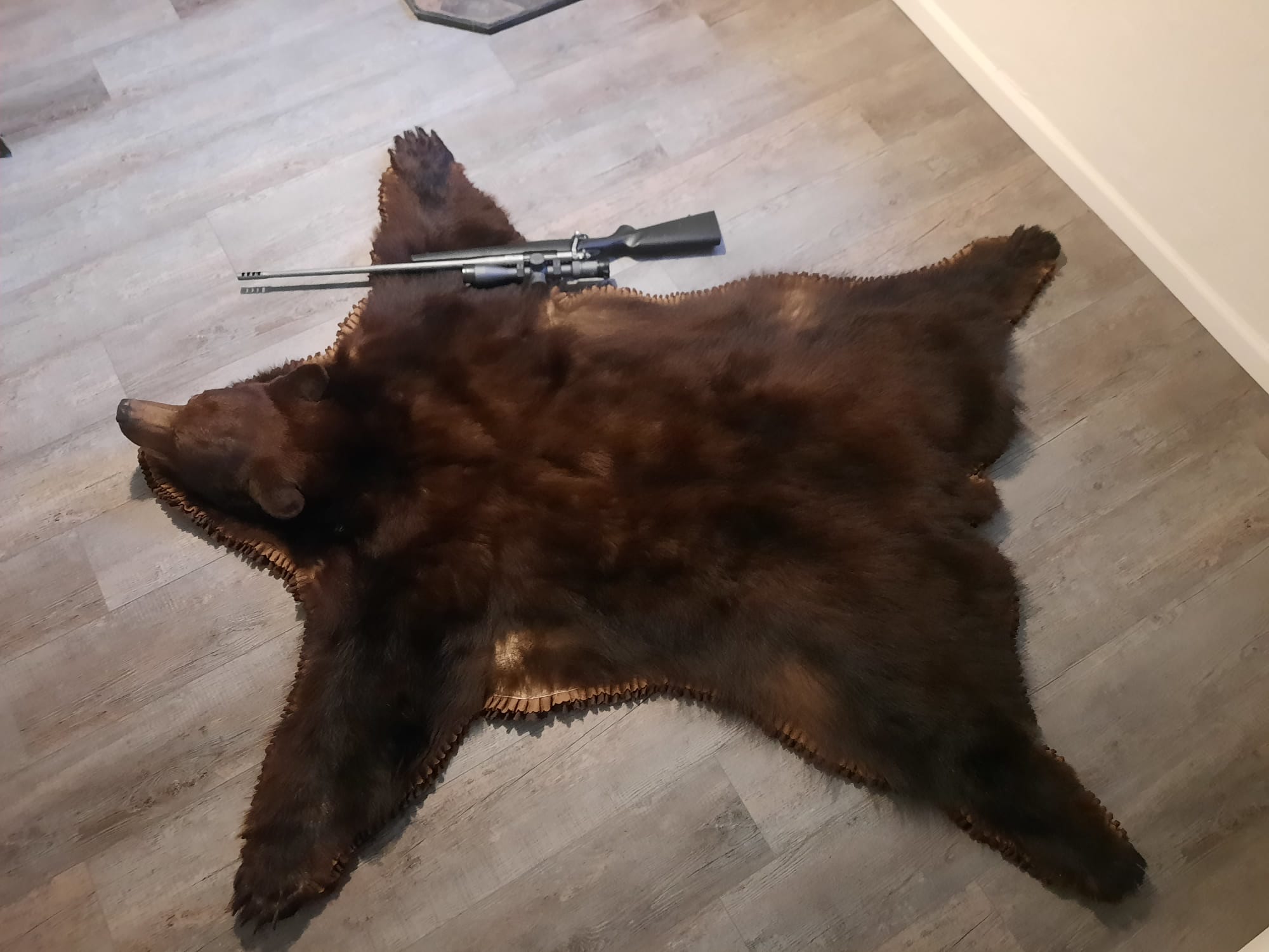 bear.jpg