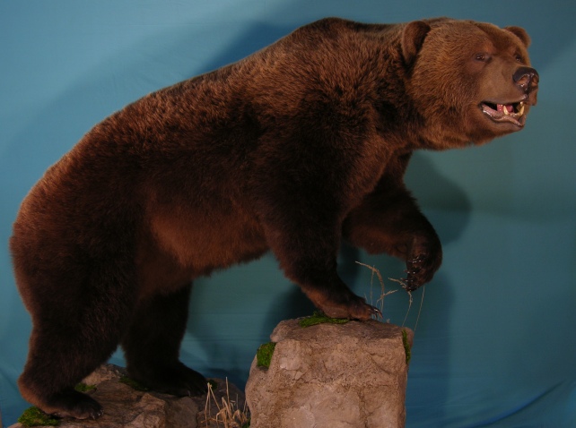 Bear_1-Copy.jpg