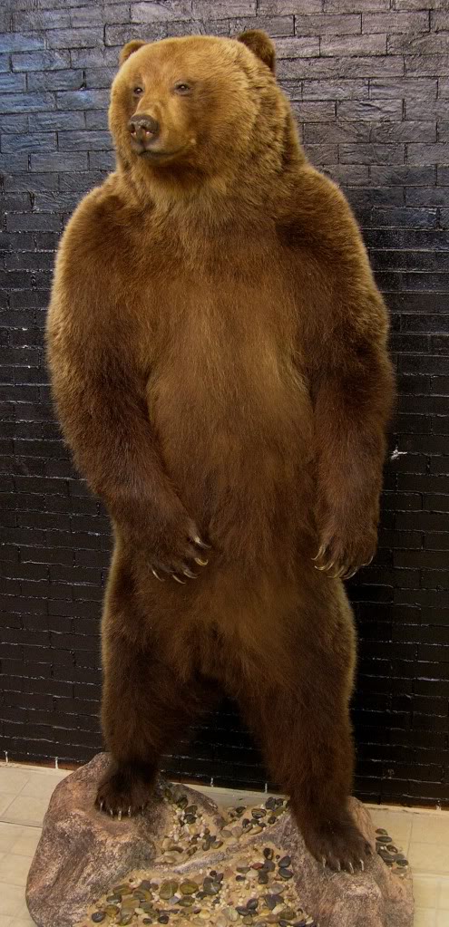 Bear_9.jpg