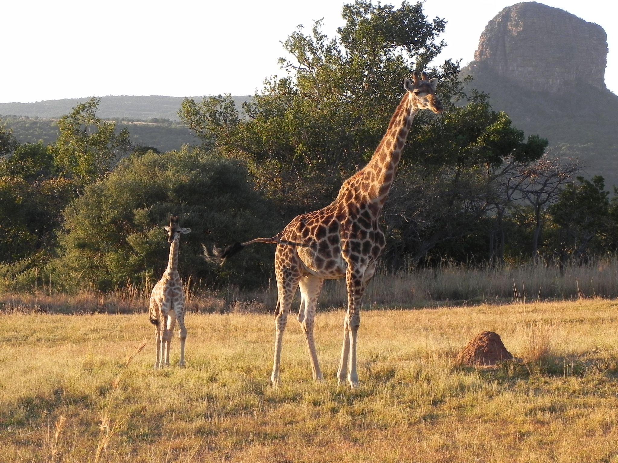 Beautiful Mother Giraffe.JPG