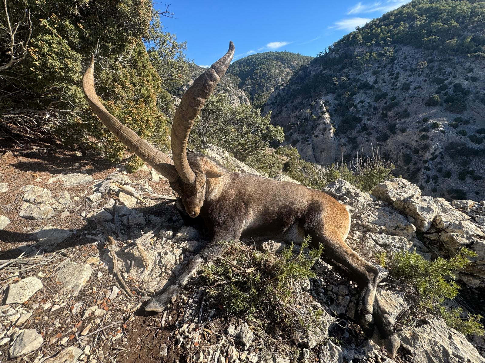 Beceite ibex.jpeg