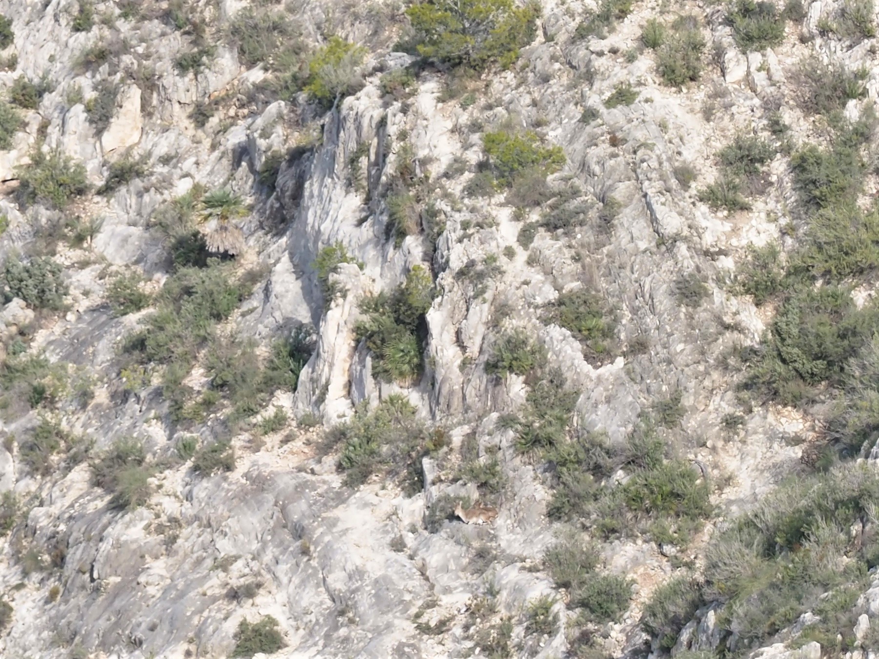 Bedded Ibex IMG_2013 (2).JPG