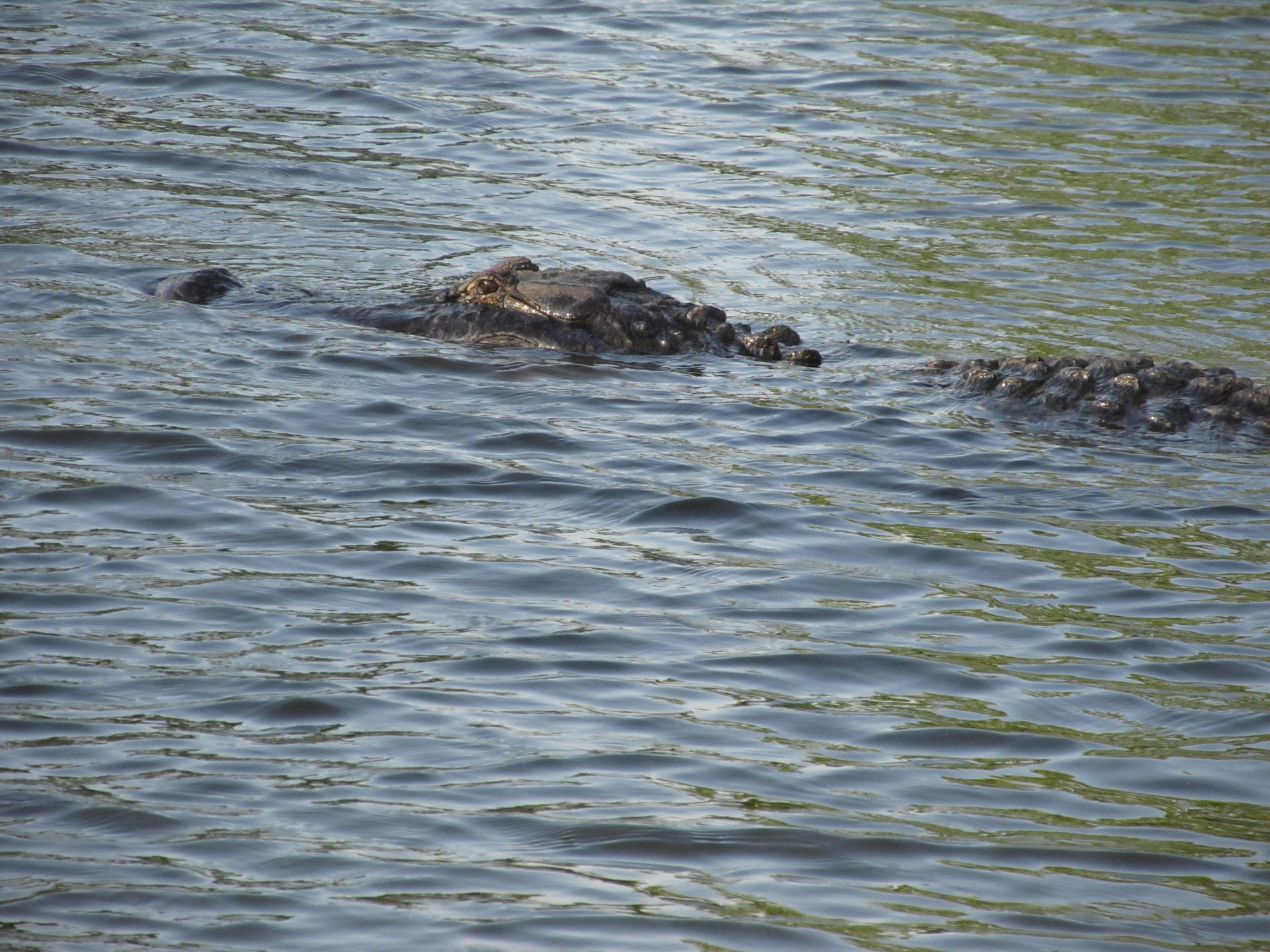 big alligator Eisworth.jpg