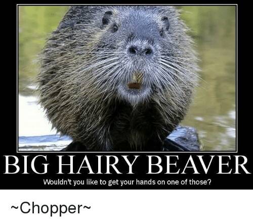 big-hairy-beaver-wouldnt-you-like-to-get-your-hands-8475921.jpg