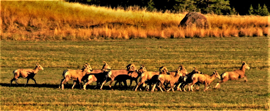 bighron-sheep-sprint.jpg