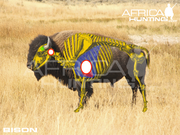 bison-vitals-hunting.jpg