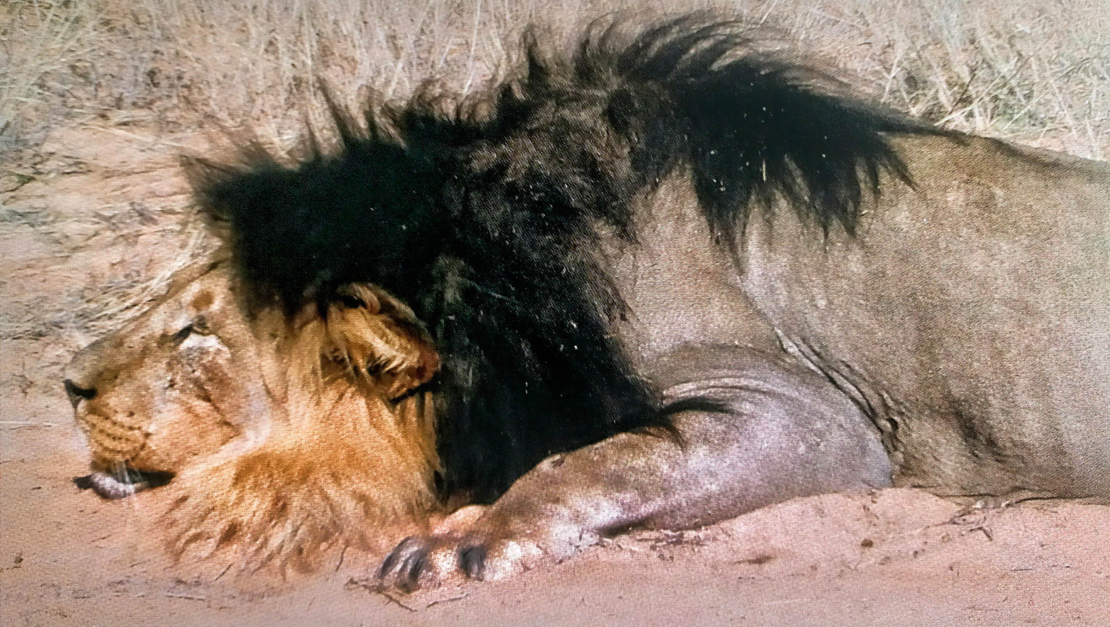 Black-maned lion shot by Steve Chancellor in 2006..jpeg