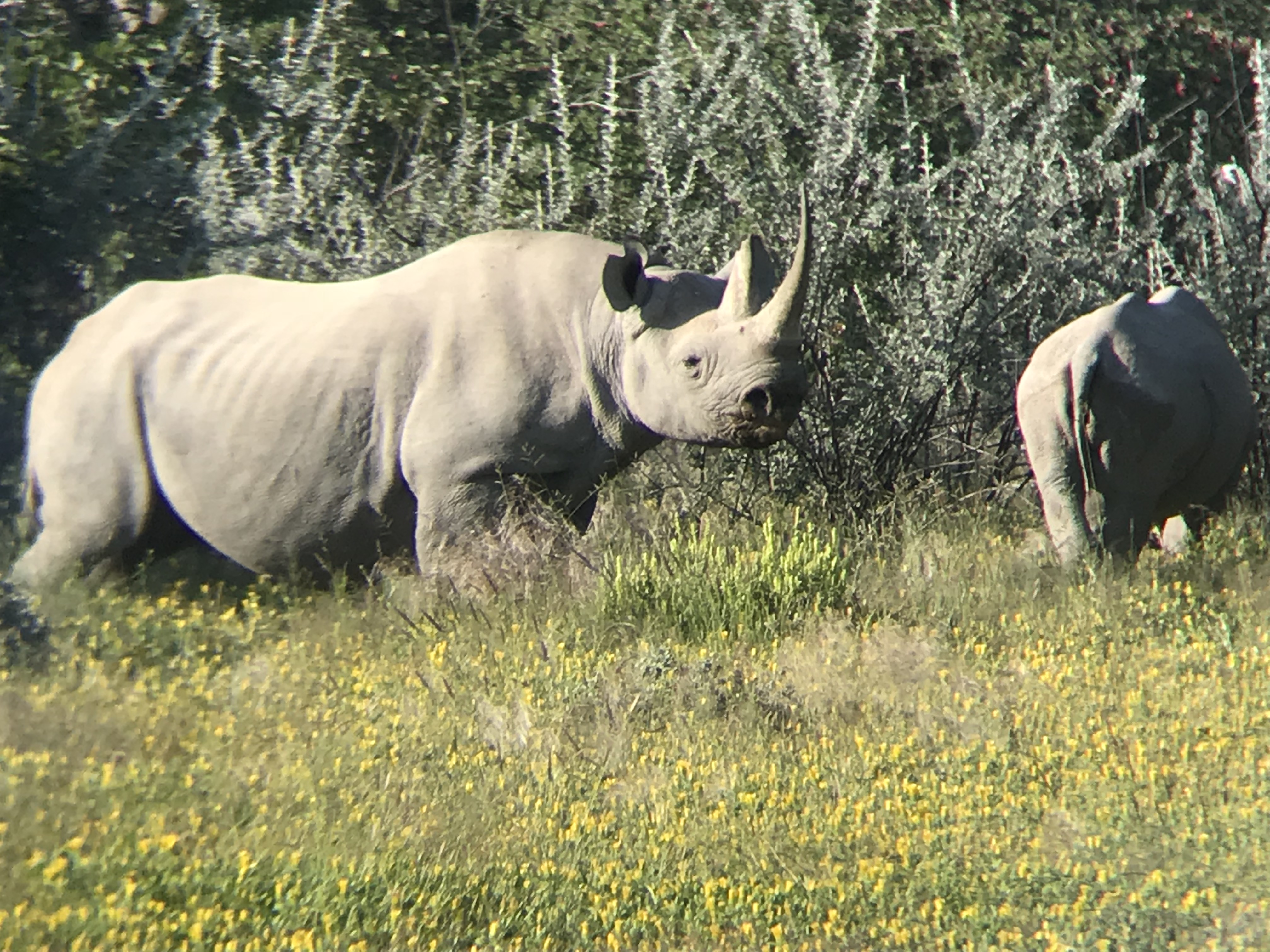 Black Rhino Cow with Calf.JPG
