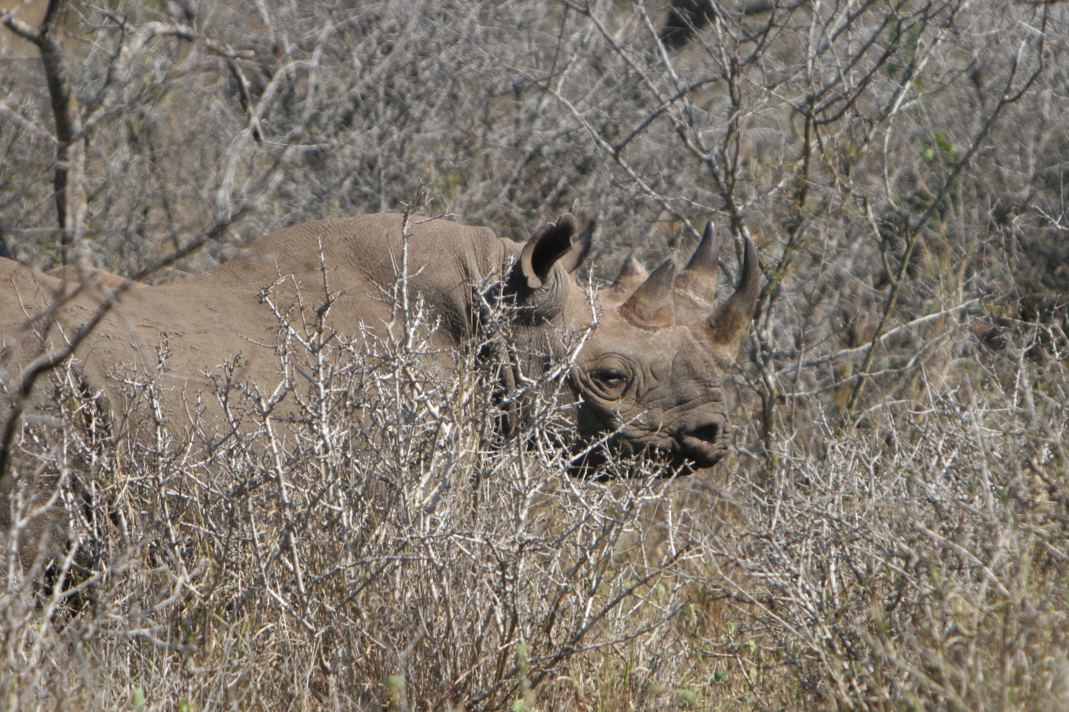black rhino.jpg