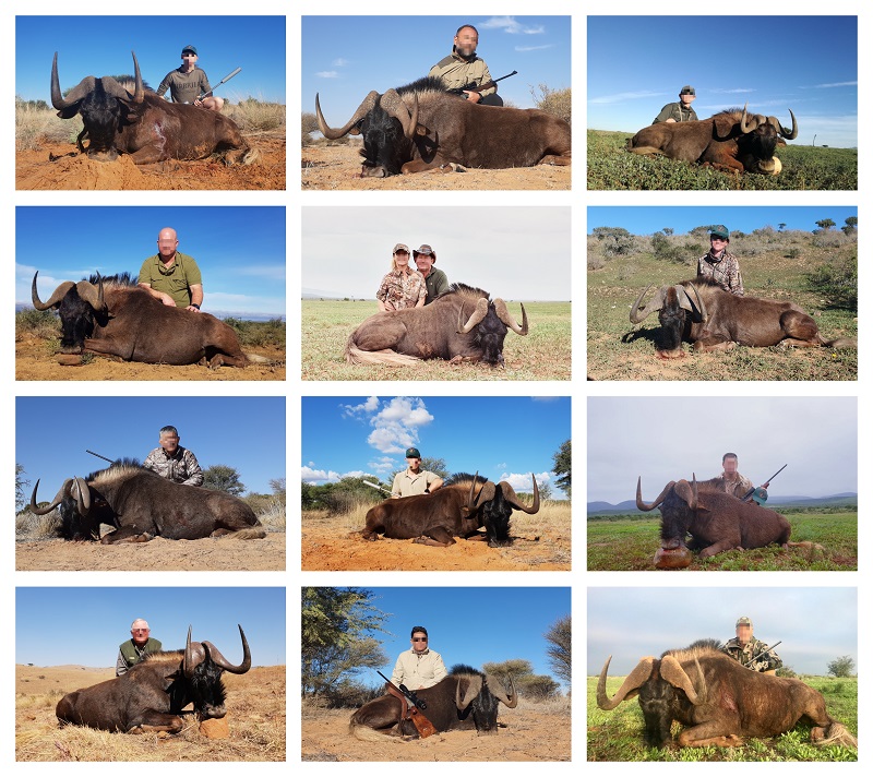 Black Wildebeest collage.jpg