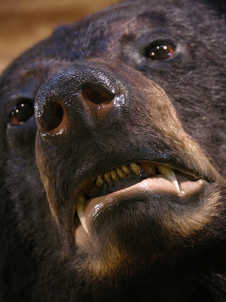 Black_bear_taxidermy_2.jpg