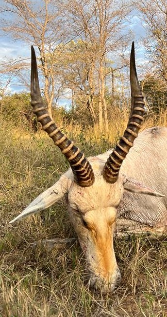 Blesbok.JPG