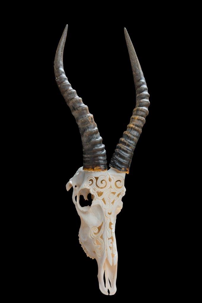 Blesbuck Carved Skull - HH130.jpg