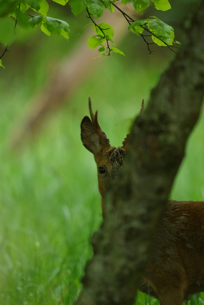 Blog-Bock-hinter-Baum-685x1024.jpg