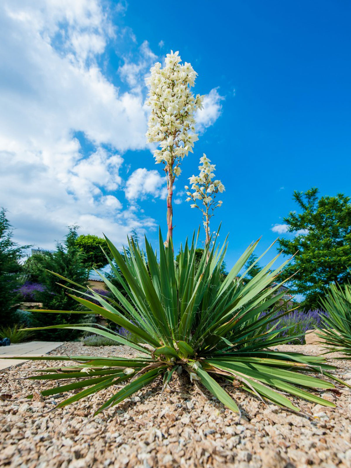 blooming-yucca.jpg