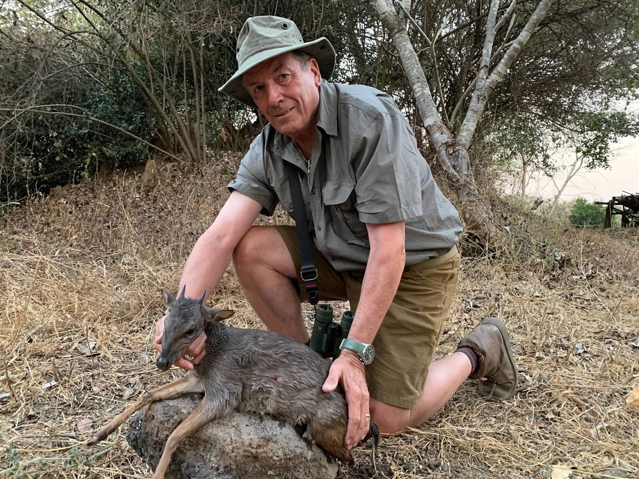 blue duiker.jpeg