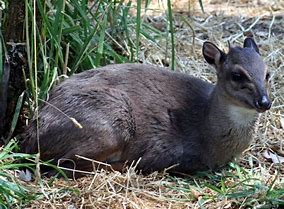 Blue Duiker.png