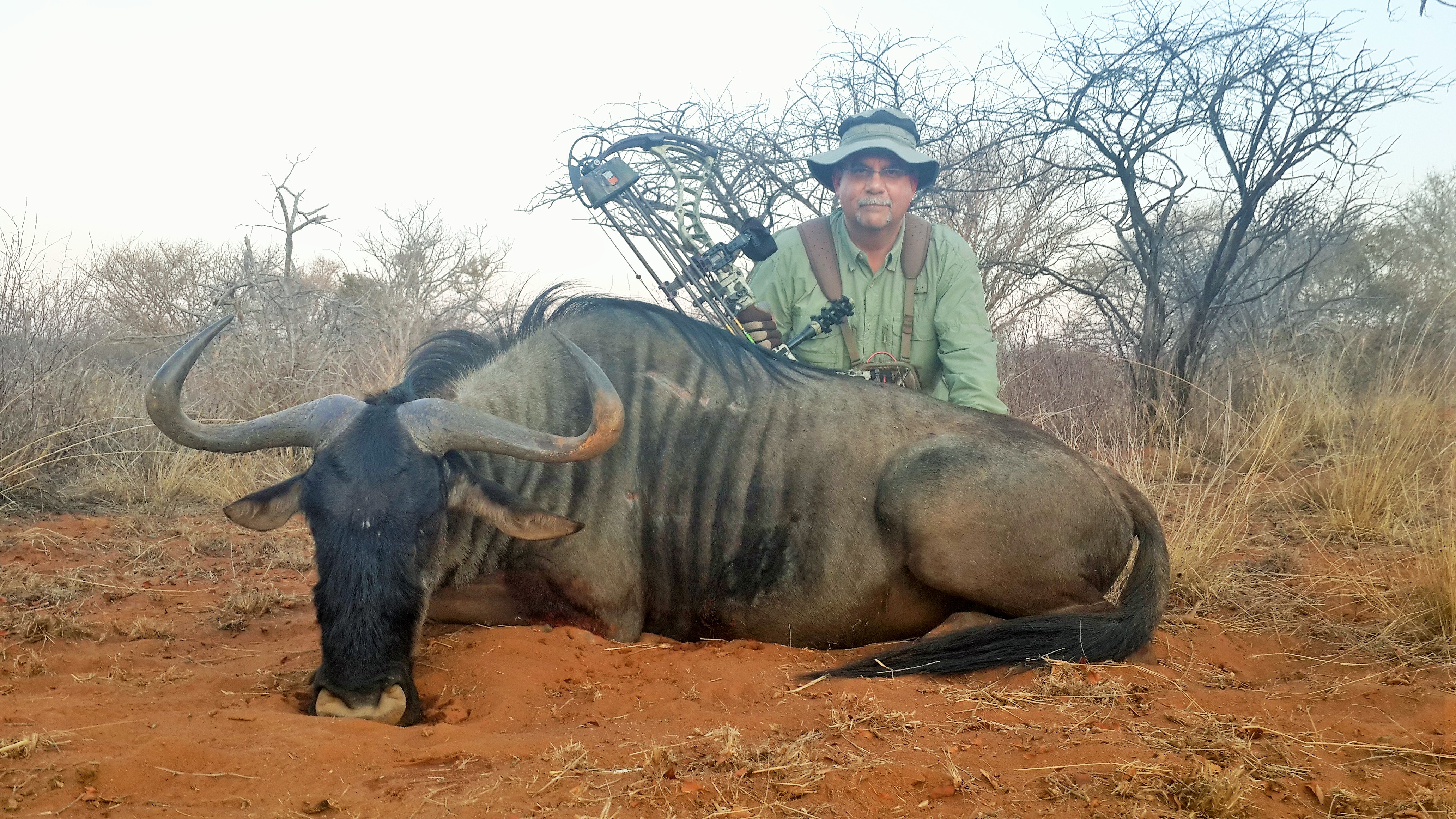 blue wildebeest 1.jpg