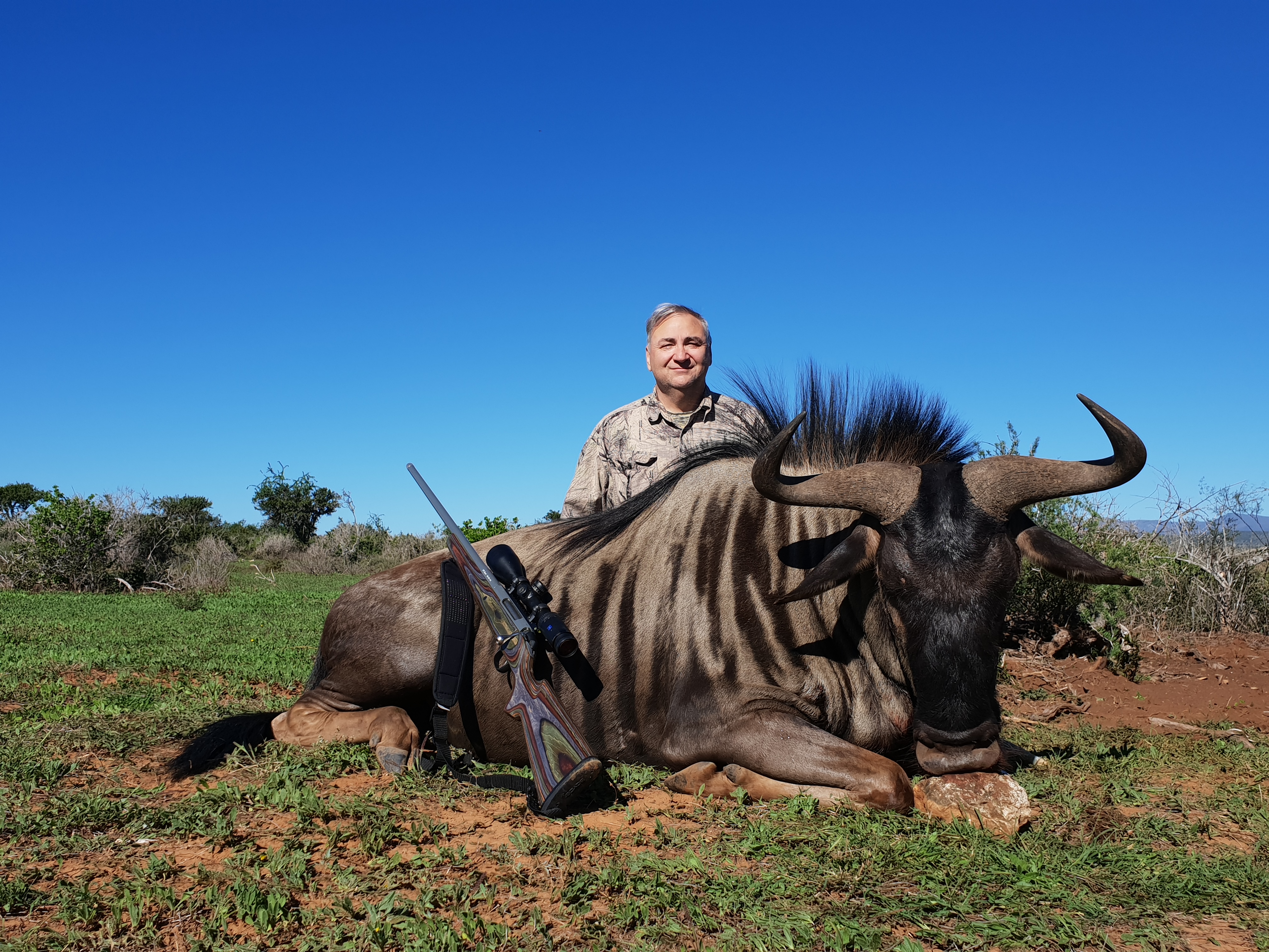 Blue Wildebeest.jpg