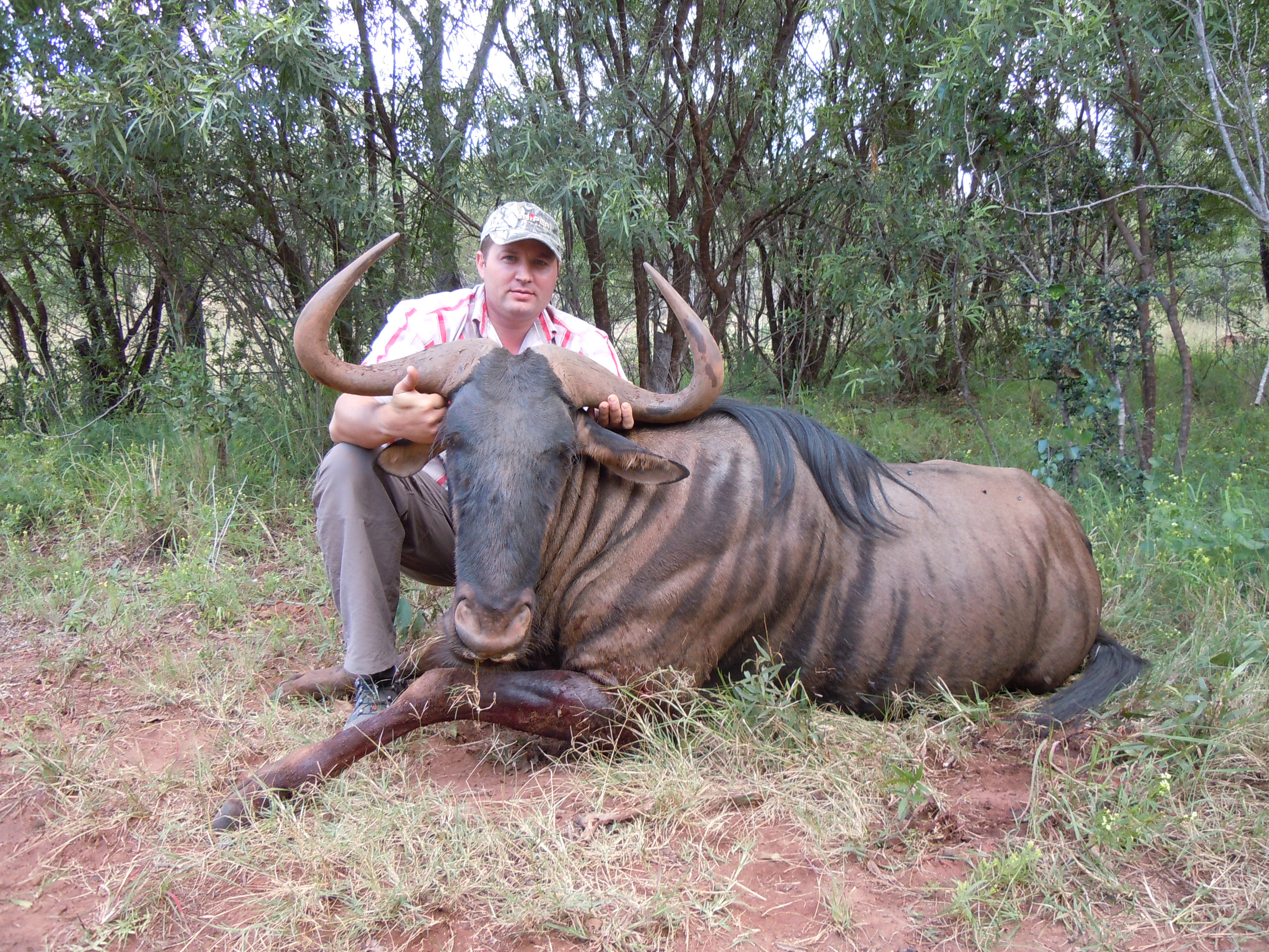 Blue Wildebeest.JPG