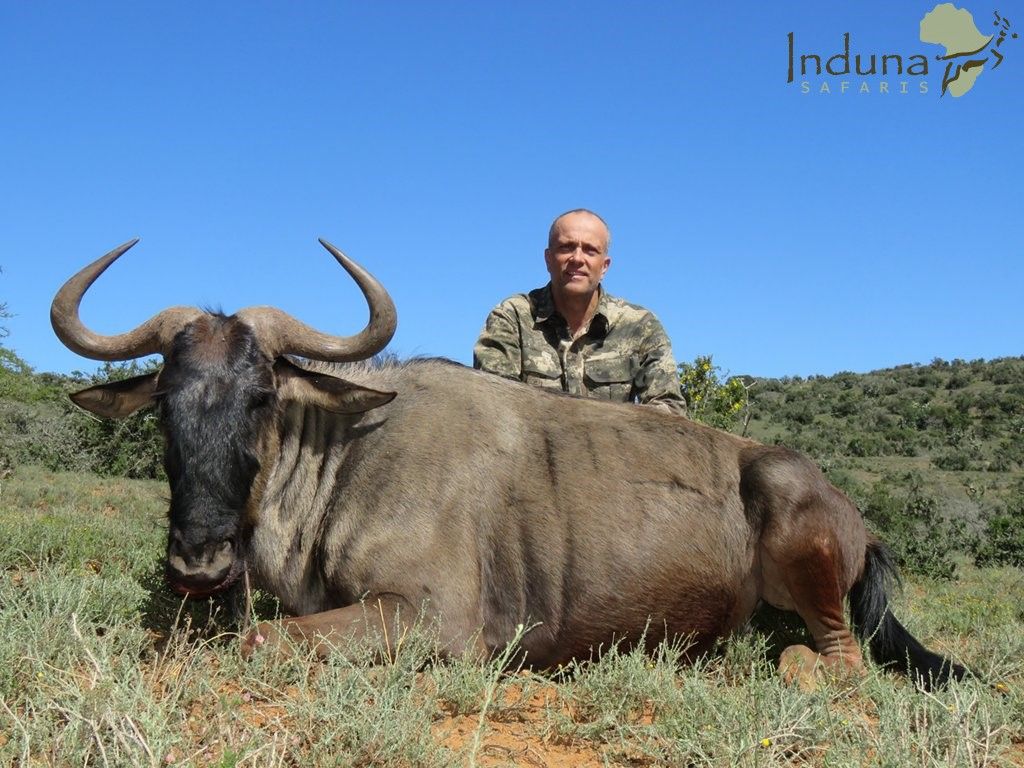 Blue wildebeest Sept 29.jpg