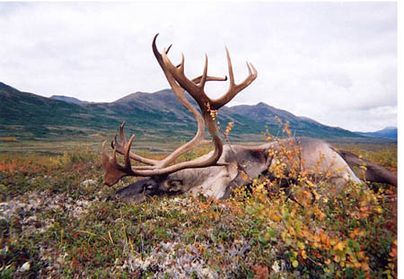 Bndry Caribou .jpg