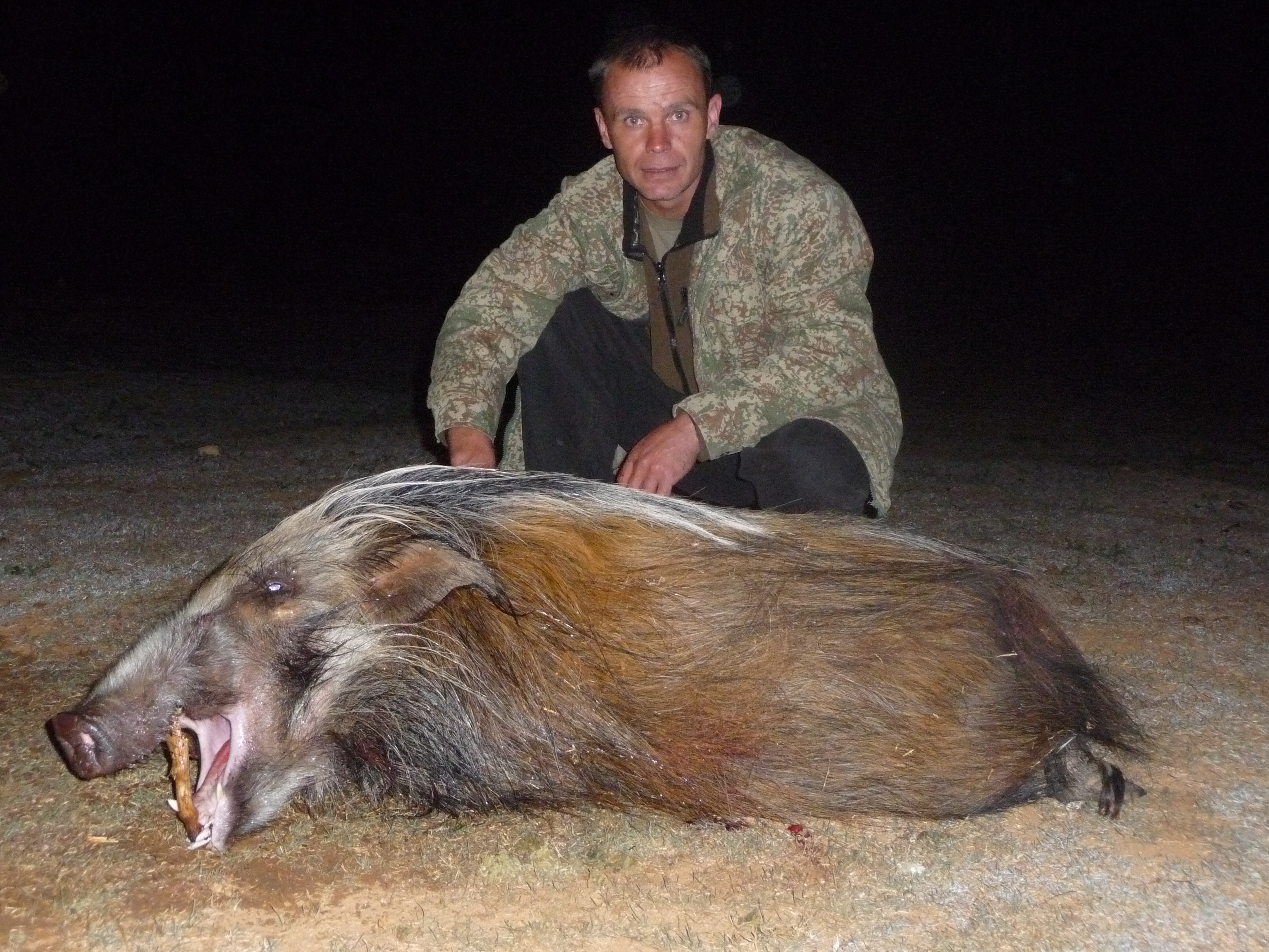 Boar.JPG