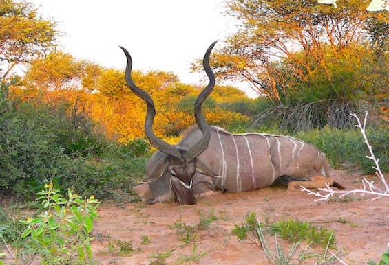 Bots kudu copy 1.jpg