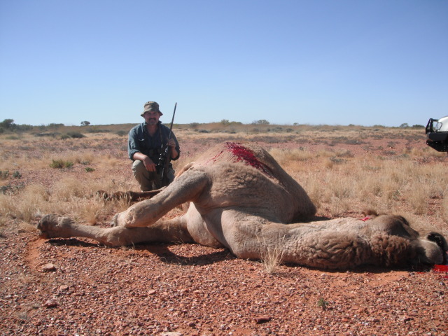 camel hunting australia ile ilgili görsel sonucu