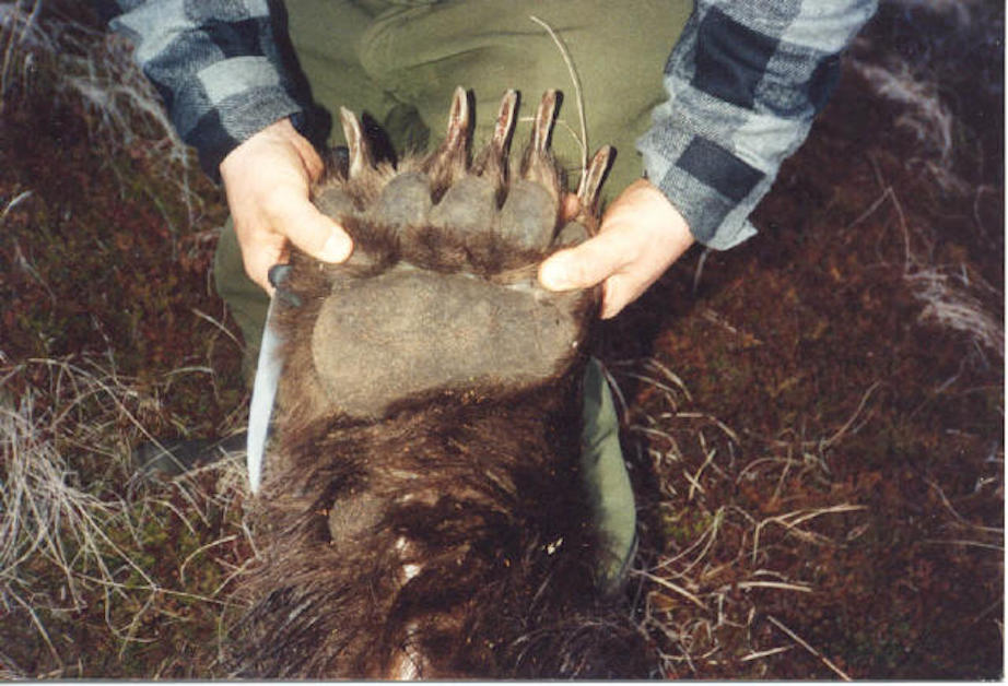 Br bear front foot 2.jpg