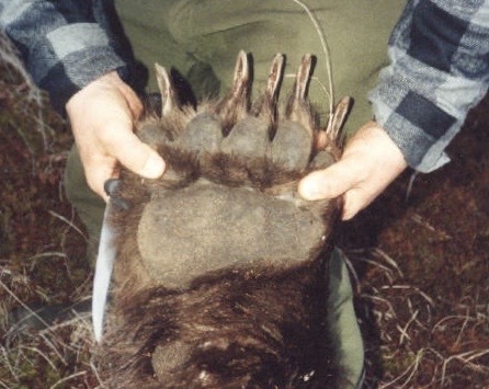 Br bear front foot 3.jpg